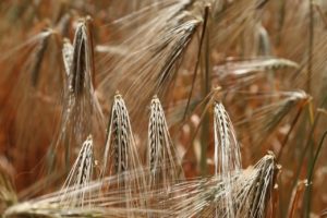 wheat-809444_1280