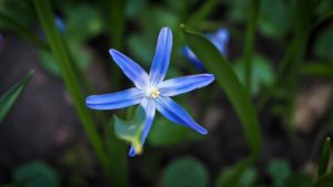 Scopri di più sull'articolo COME USARE I FIORI AUSTRALIANI?